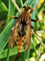 Asilus crabroniformis