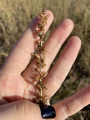 Omalotheca sylvatica