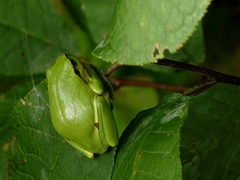 Hyla arborea
