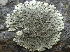 Xanthoparmelia conspersa