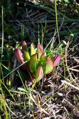 Carpobrotus edulis