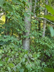 Prunus avium