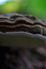 Ganoderma