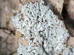 Physcia americana
