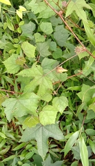 Hibiscus surattensis