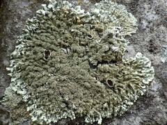 Xanthoparmelia conspersa