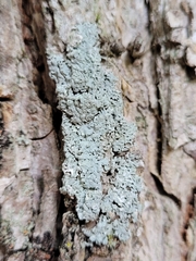 Physcia americana