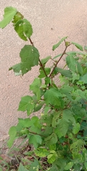 Hibiscus surattensis