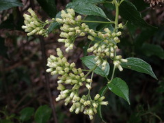 Microglossa pyrifolia