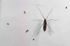 Hexatoma rubriceps