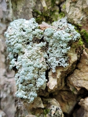 Physcia americana