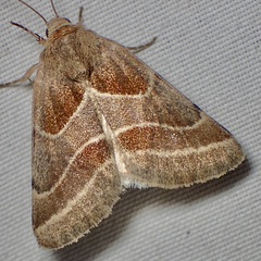 Schinia oleagina