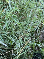 Muhlenbergia frondosa