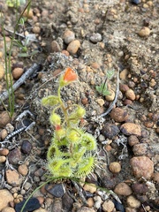 Drosera glanduligera