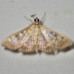 Mimorista subcostalis
