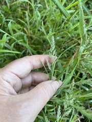 Muhlenbergia frondosa