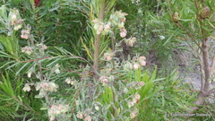 Hermannia hyssopifolia