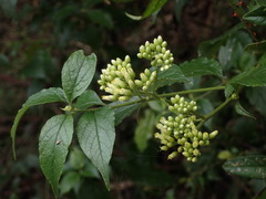 Microglossa pyrifolia