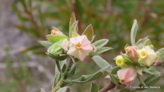 Hermannia hyssopifolia