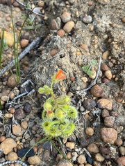 Drosera glanduligera