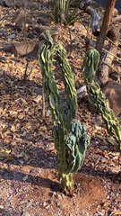 Cereus hildmannianus