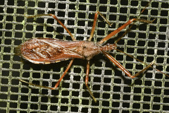 Rocconota annulicornis