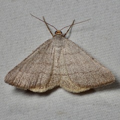 Taeniogramma tenebrosata