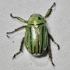 Chrysina gloriosa