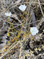 Drosera macrantha