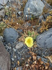 Papaver alpinum