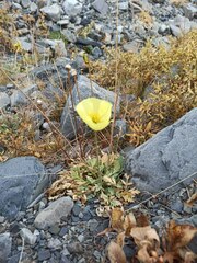 Papaver alpinum