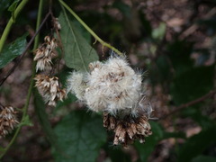 Microglossa pyrifolia