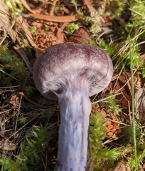 Cortinarius