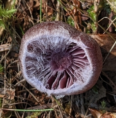Cortinarius