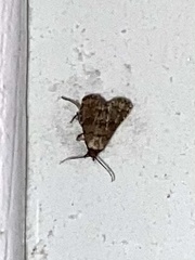 Plodia interpunctella