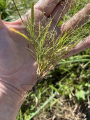 Eragrostis capillaris