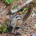 Olympic Chipmunk - Photo (c) Jon. D. Anderson, some rights reserved (CC BY-NC-ND)