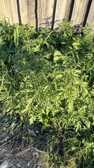Urtica cannabina