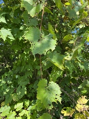 Vitis riparia