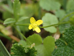 Ranunculus taisanensis