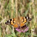 Painted Lady - Photo (c) Павел, some rights reserved (CC BY-NC), uploaded by Павел