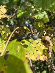 Vitis riparia