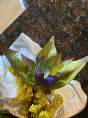 Gentiana clausa