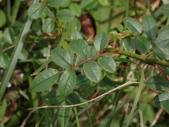 Rosa transmorrisonensis