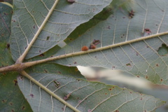 Caryomyia aggregata