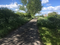 Anthriscus sylvestris