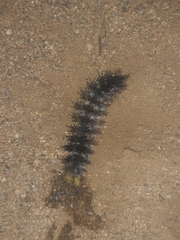 Ormiscodes cinnamomea