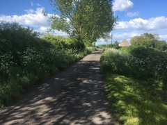 Anthriscus sylvestris