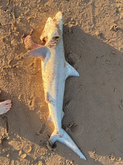 Carcharhinus limbatus