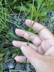 Digitaria ischaemum